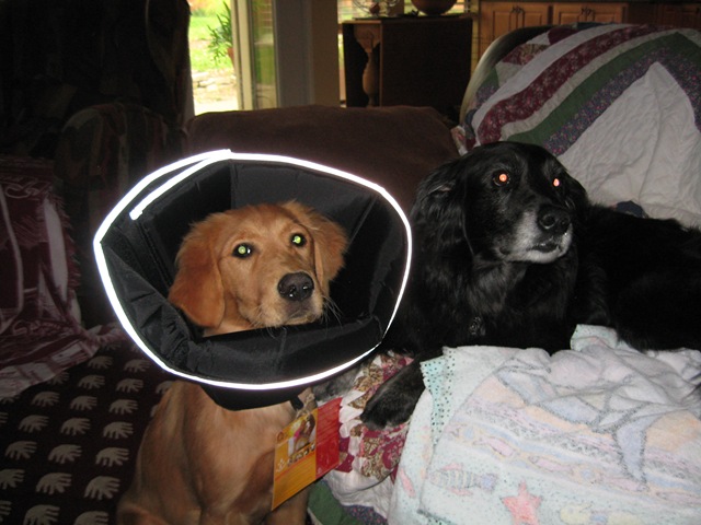 Ruby Cone