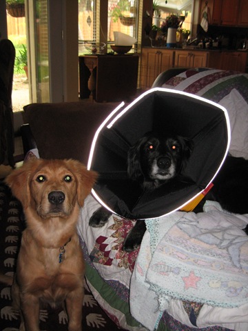 Comfey Cone