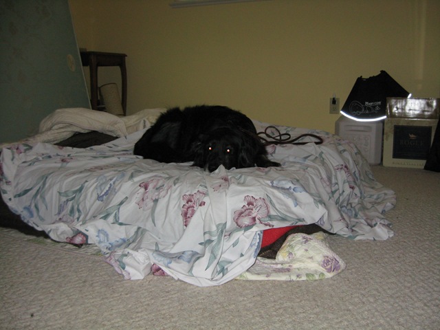 New Bed