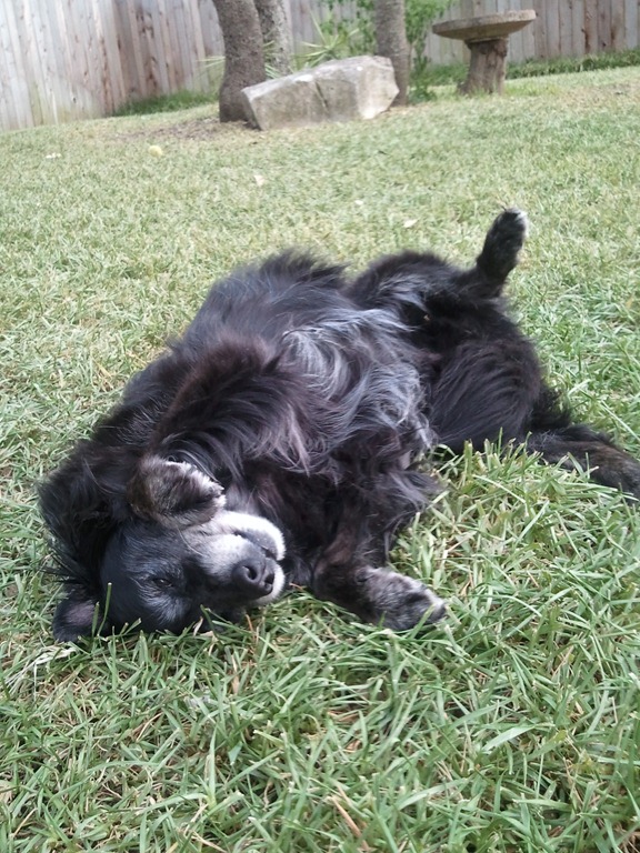 Crazy Willa