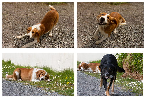 Irish Dogs