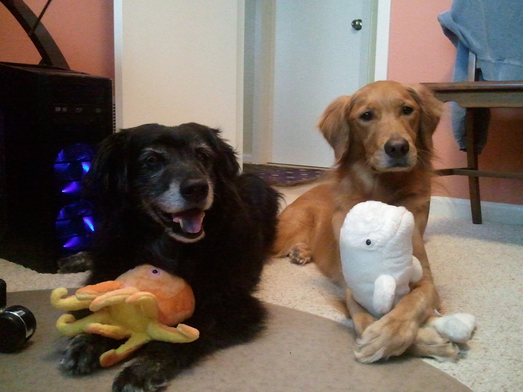 Shed Toys
